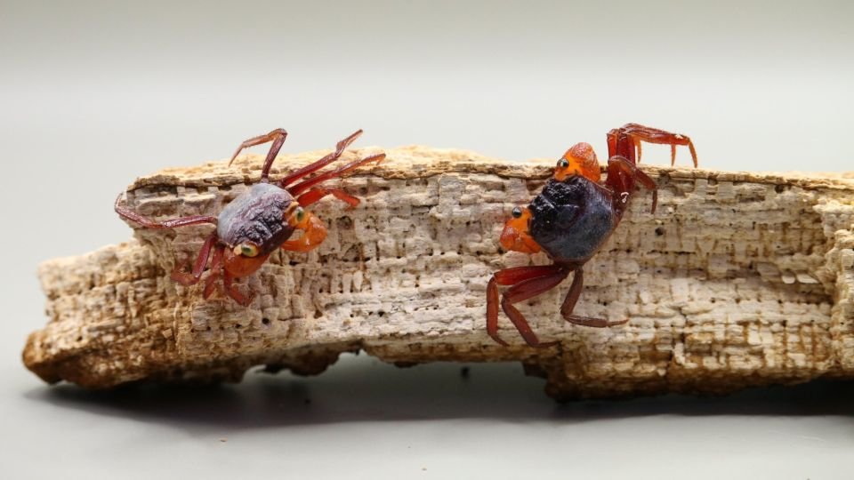GEOSESARMA PONTIANAK (MANDARIN VAMPIRE CRAB) — Indoor Ecosystem